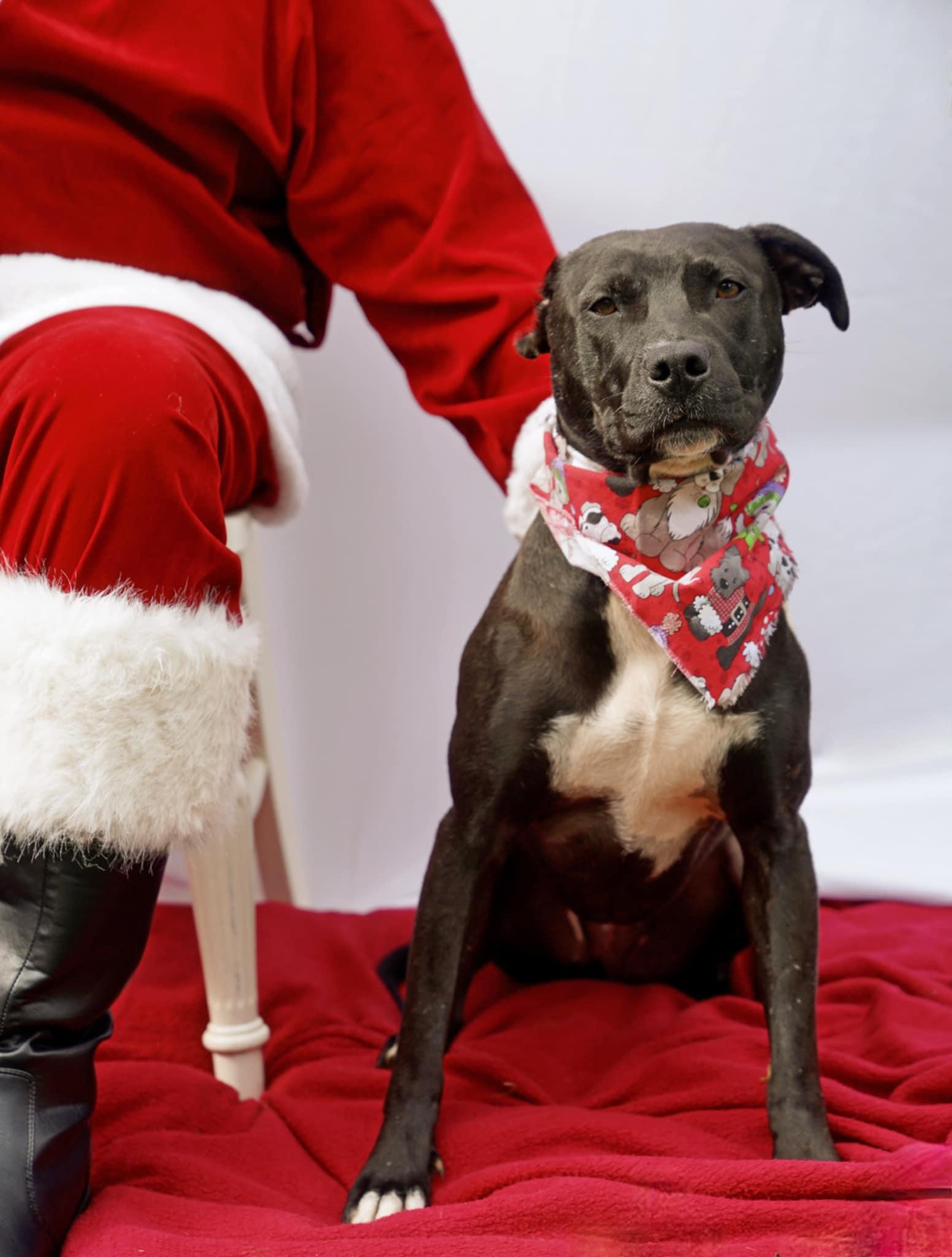 Enlarge Davina, a Adoptable mixed breed in Toney, AL image 5/6