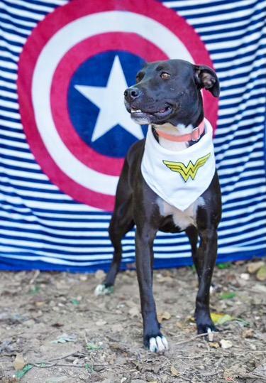 Enlarge Davina, a Adoptable mixed breed in Toney, AL image 6/6