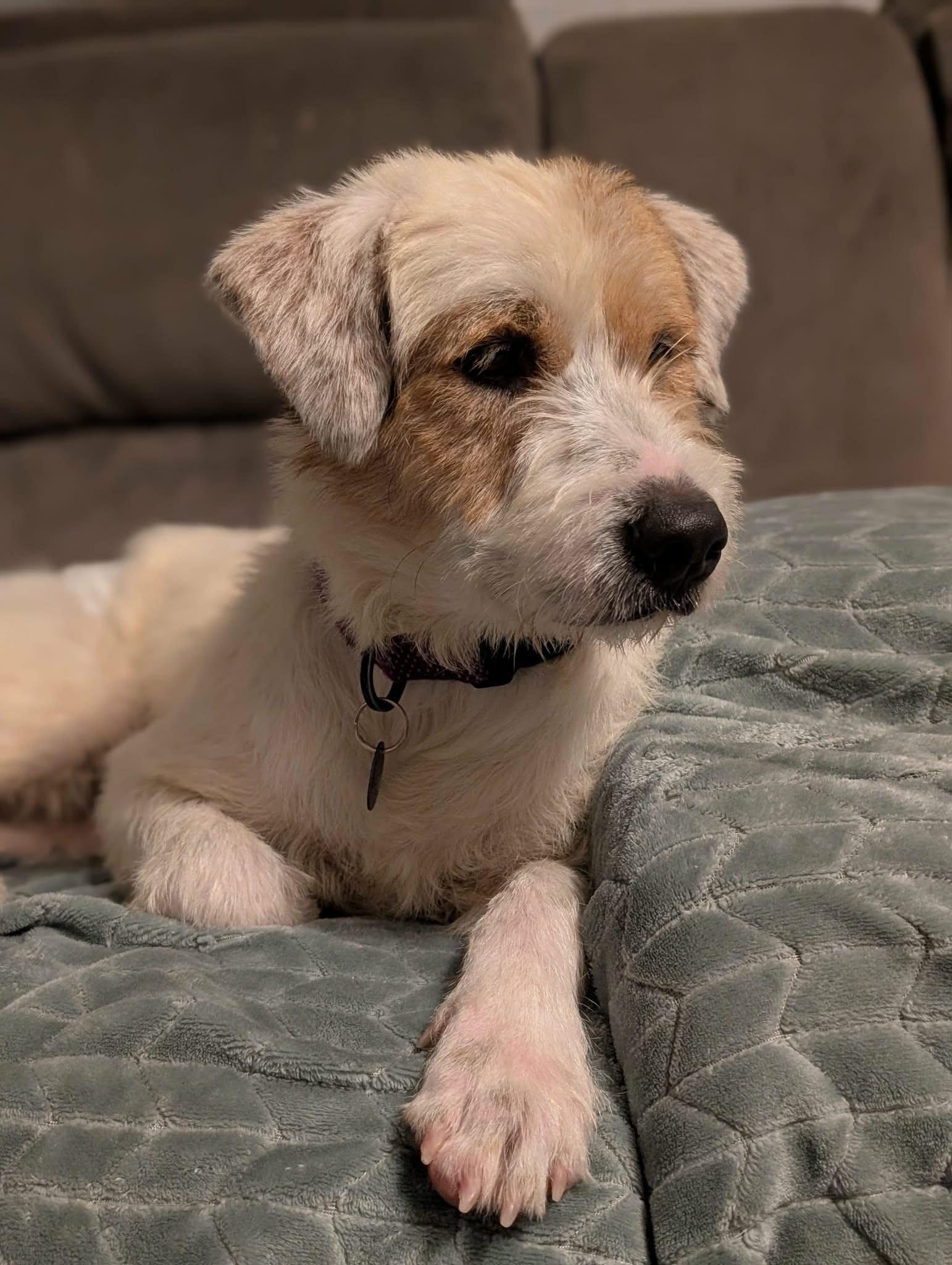 Enlarge Russ, a Adoptable mixed breed in Cedar Rapids, IA image 5/6