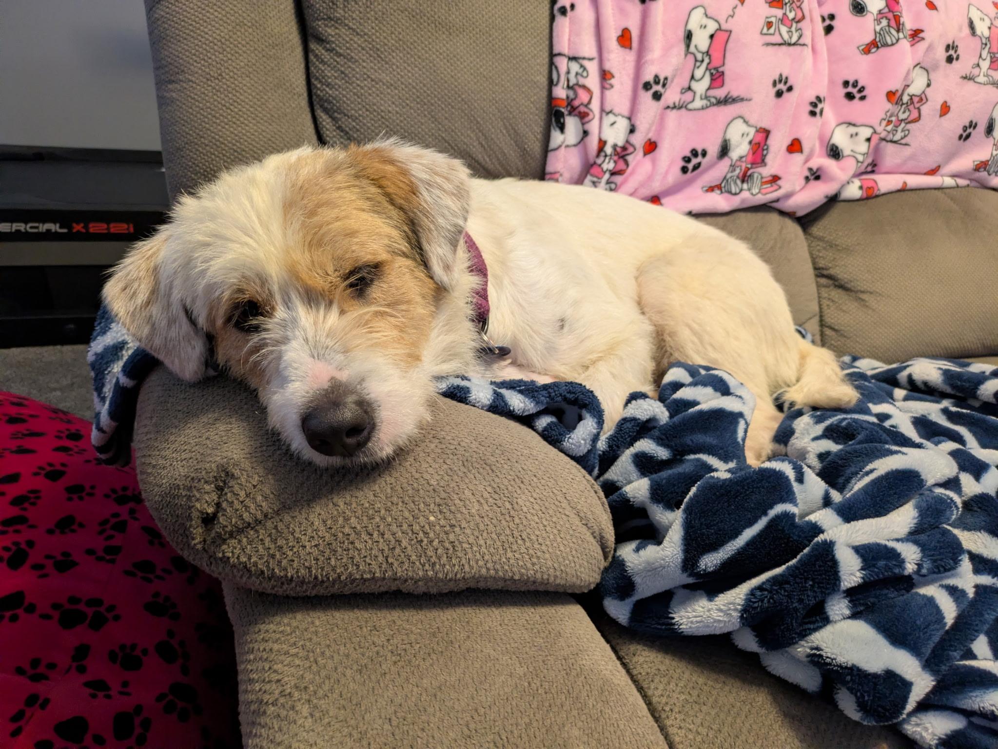 Enlarge Russ, a Adoptable mixed breed in Cedar Rapids, IA image 3/6