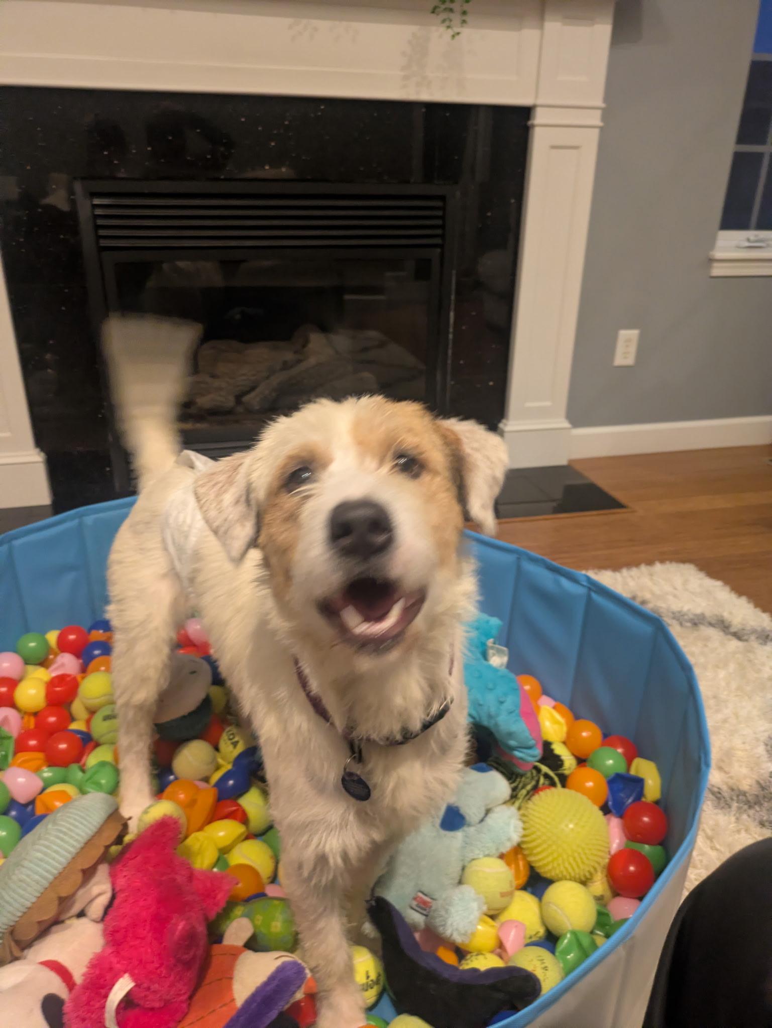 Enlarge Russ, a Adoptable mixed breed in Cedar Rapids, IA image 2/6