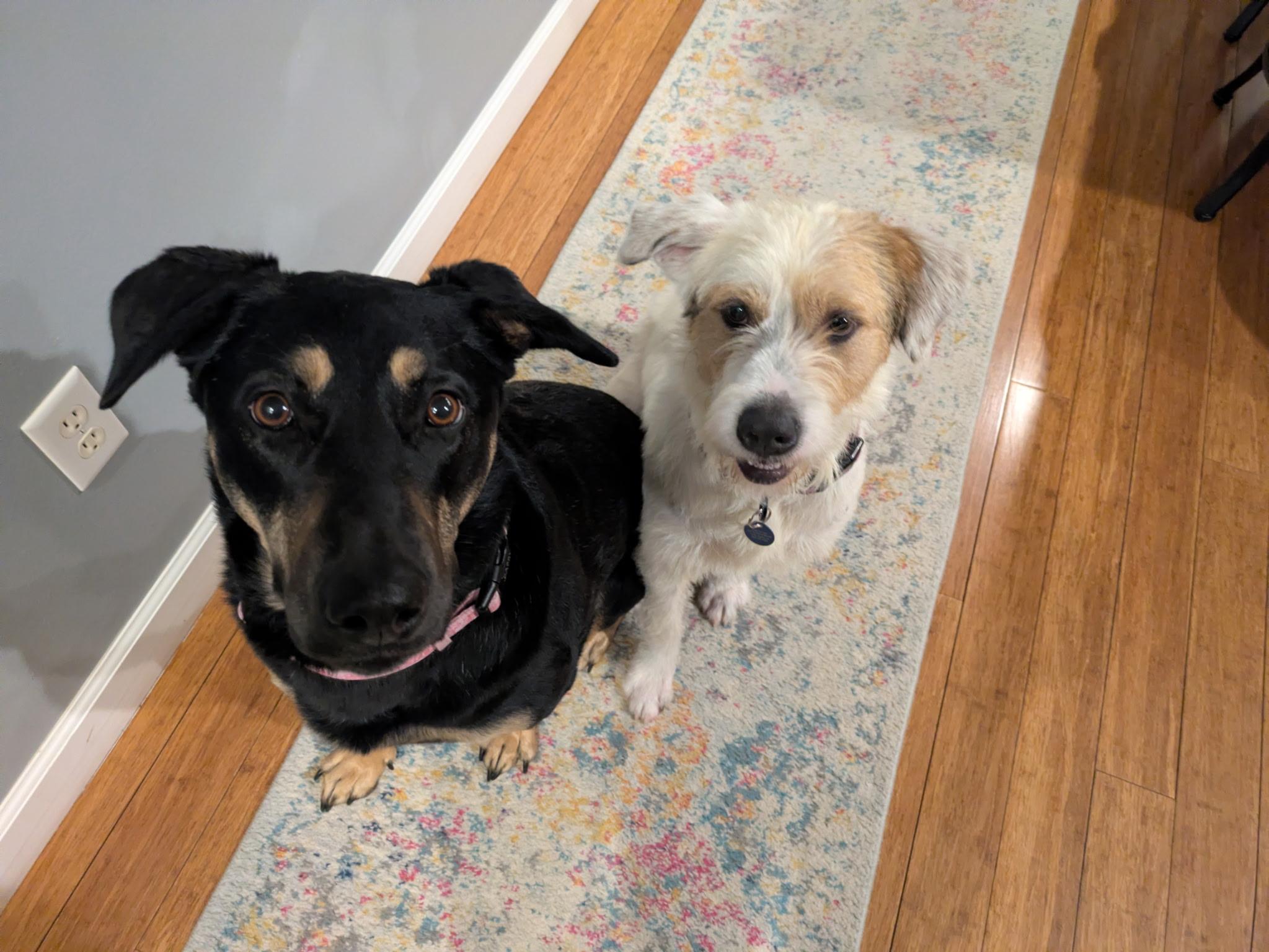 Enlarge Russ, a Adoptable mixed breed in Cedar Rapids, IA image 6/6