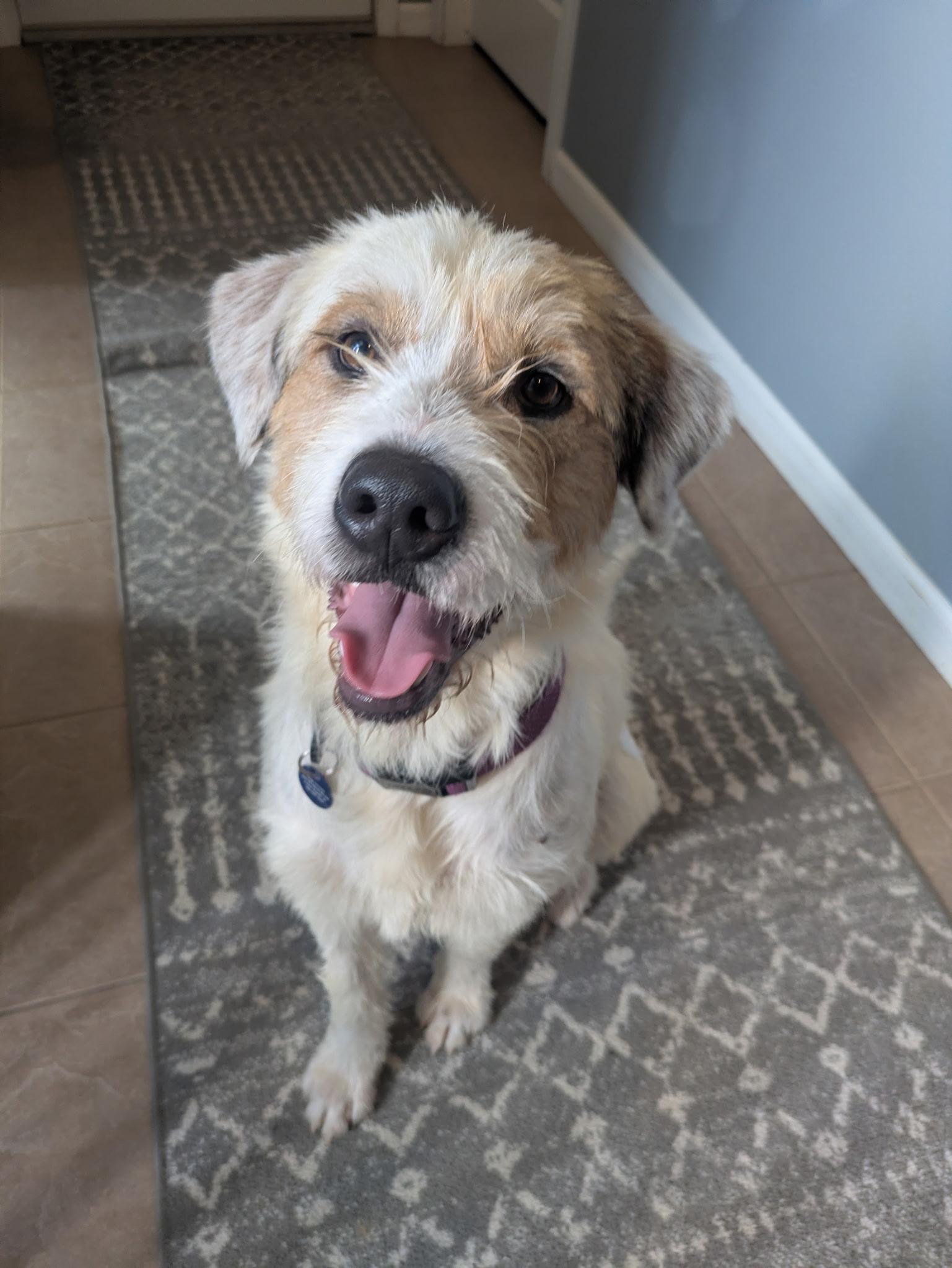 Enlarge Russ, a Adoptable mixed breed in Cedar Rapids, IA image 1/6