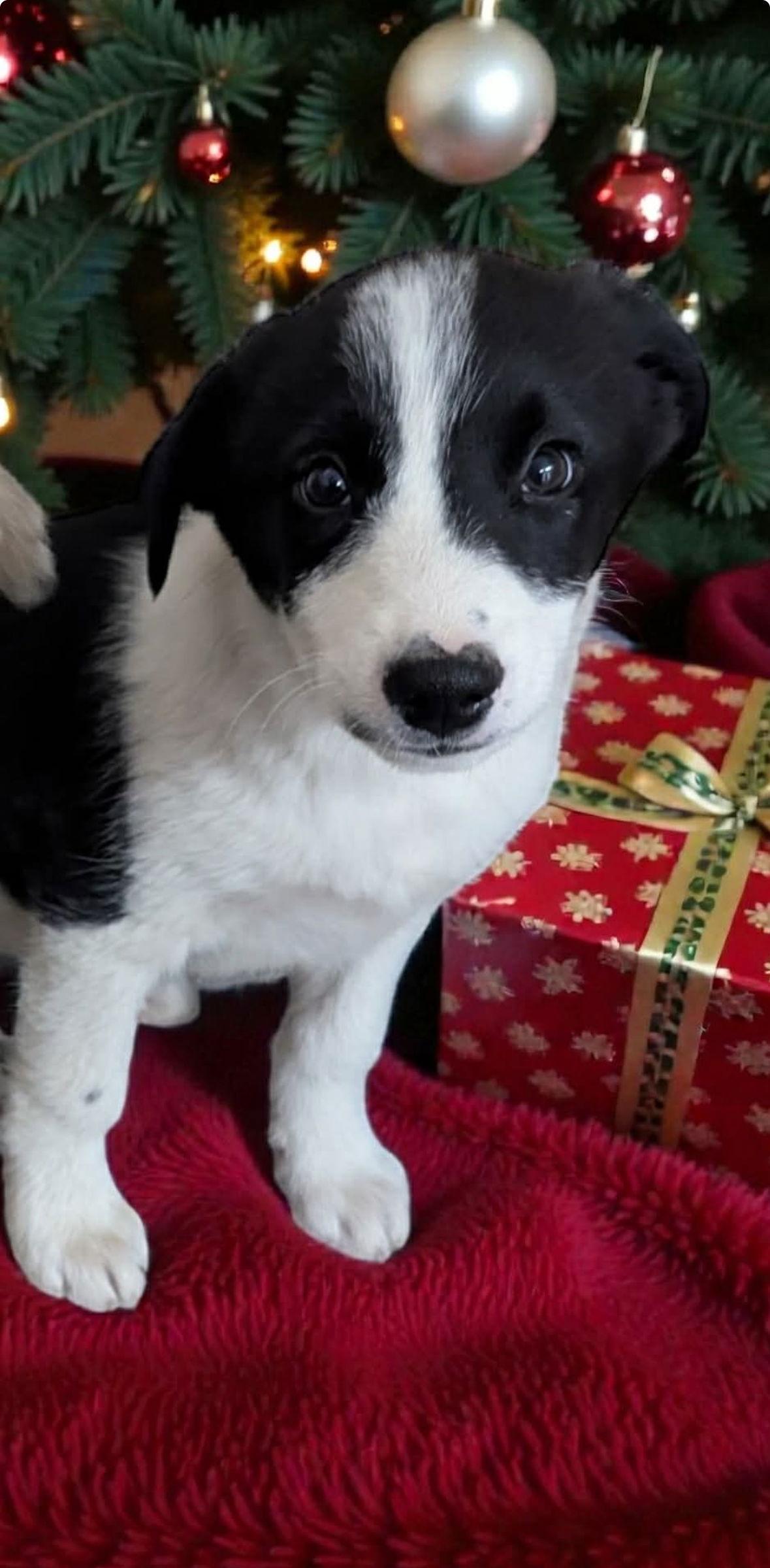 Tucker - ADOPTION IN PROCESS, Adoptable, Young Male Australian Shepherd.