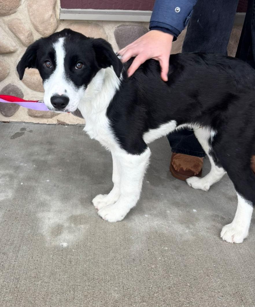 Enlarge Tucker, a Adoptable Australian Shepherd in Grafton, WI image 1/3