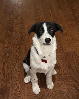 Enlarge Tucker, a Adoptable Australian Shepherd in Grafton, WI image 2/3