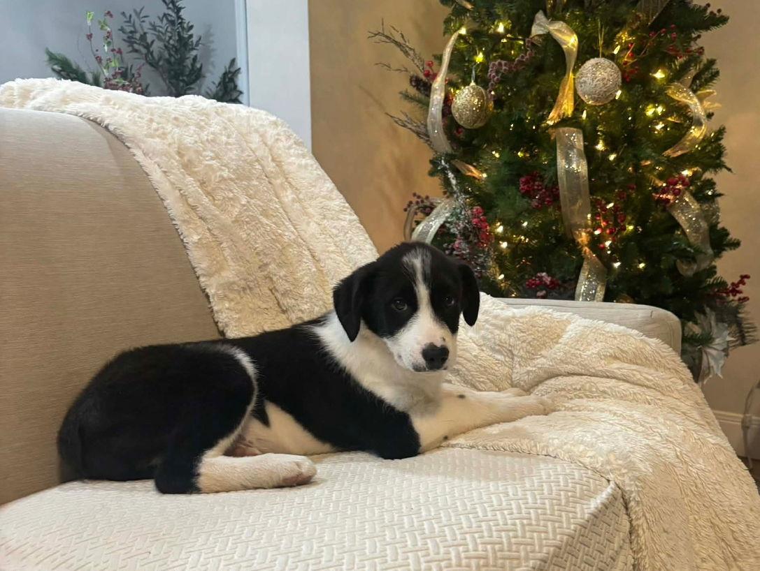 Enlarge Tucker - ADOPTION IN PROCESS, a Adoptable Australian Shepherd in Grafton, WI image 2/3