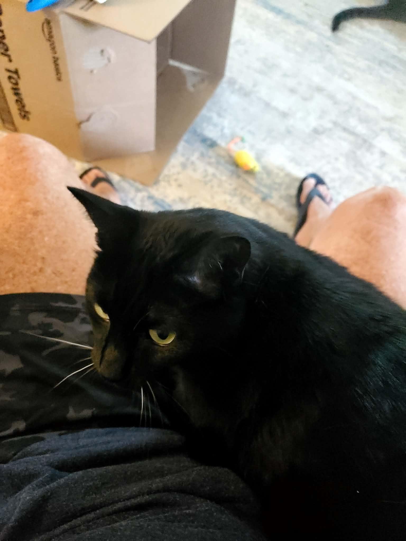 Enlarge Salem, a Adoptable Bombay in Manhattan, KS image 6/6