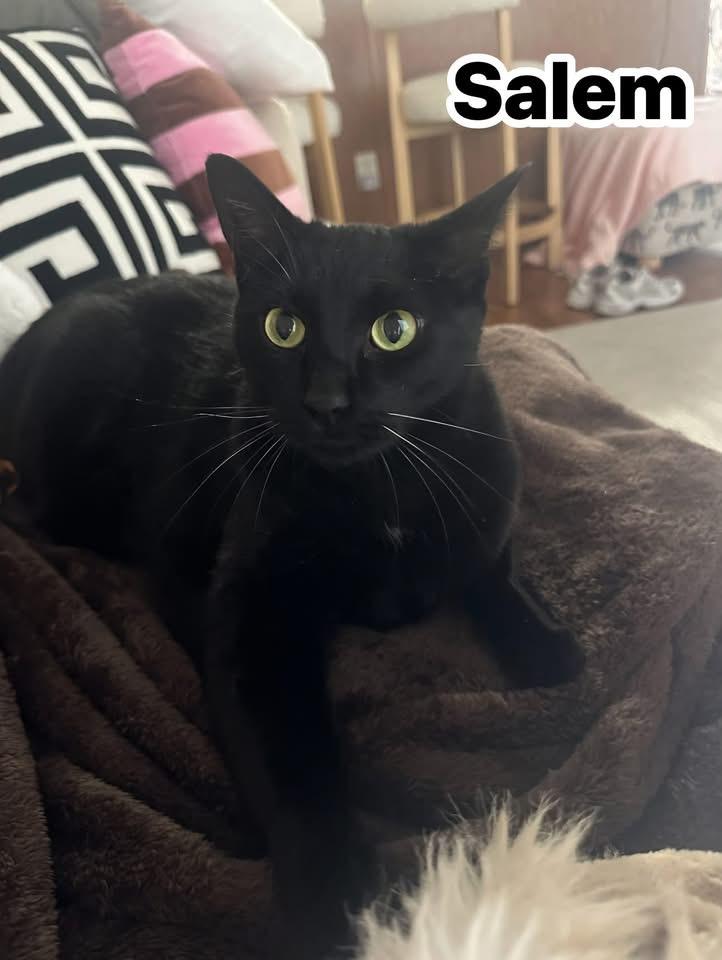 Enlarge Salem, a Adoptable Bombay in Manhattan, KS image 1/6