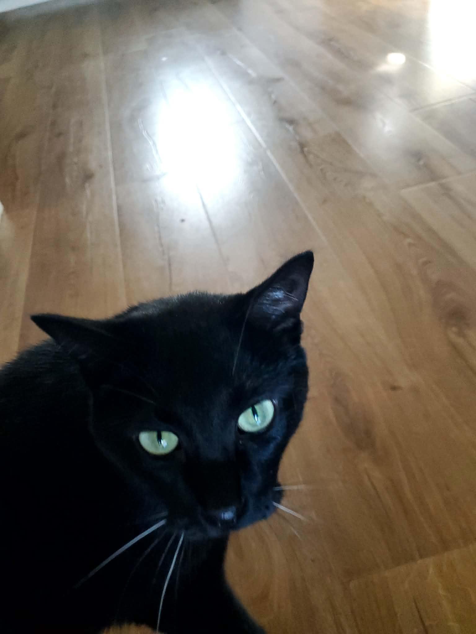 Enlarge Salem, a Adoptable Bombay in Manhattan, KS image 2/6