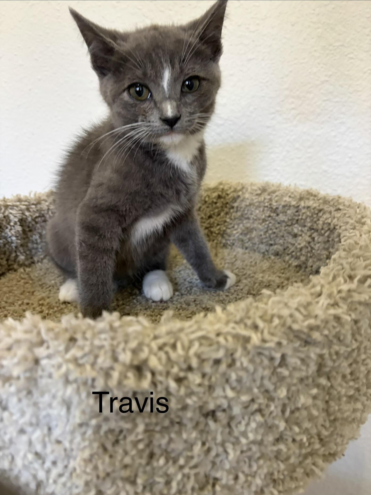 Travis, ADOPTABLE, Kitten Male American Shorthair.