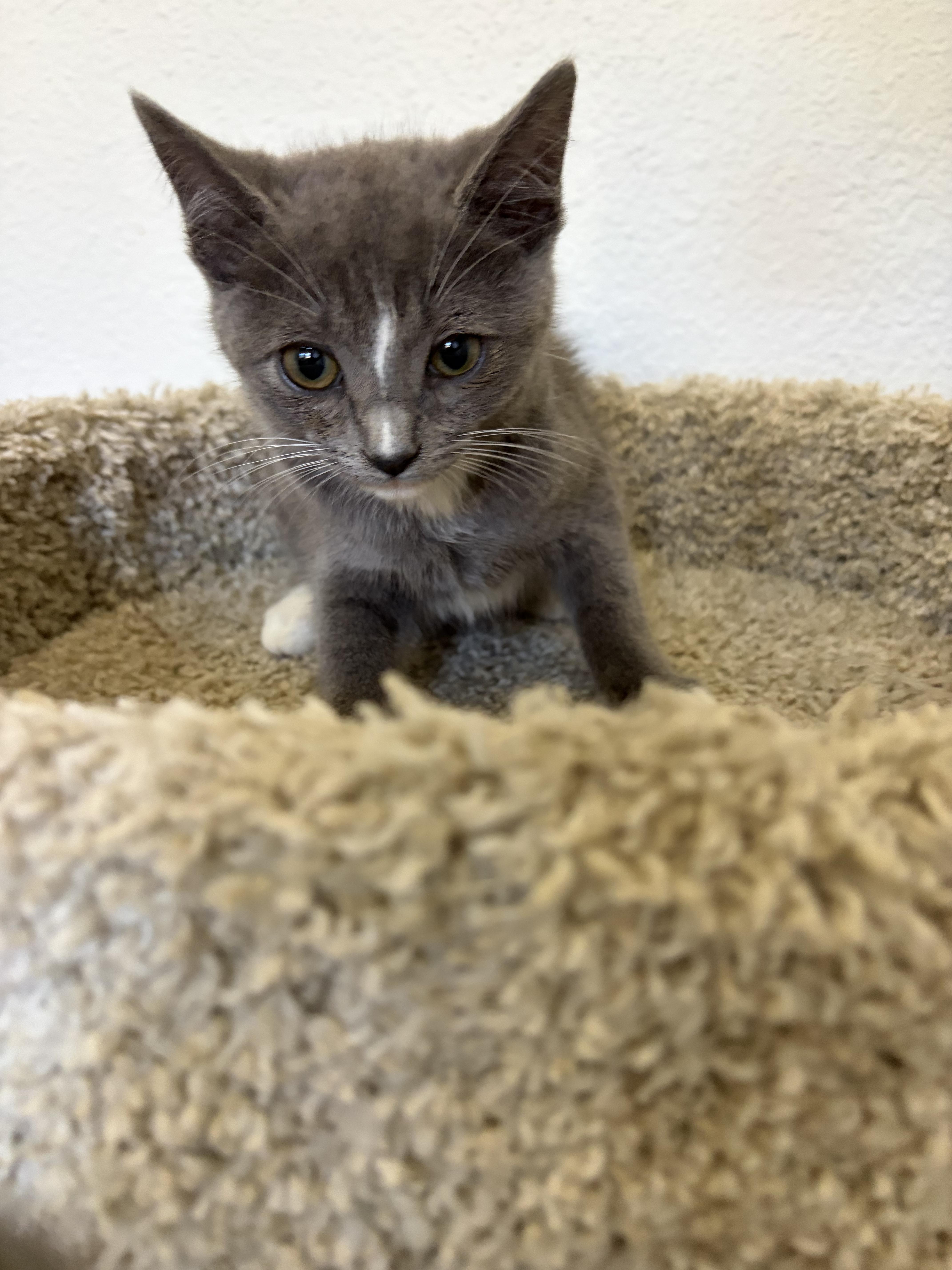 Travis, a ADOPTABLE mixed breed in Poway, CA image 2/3