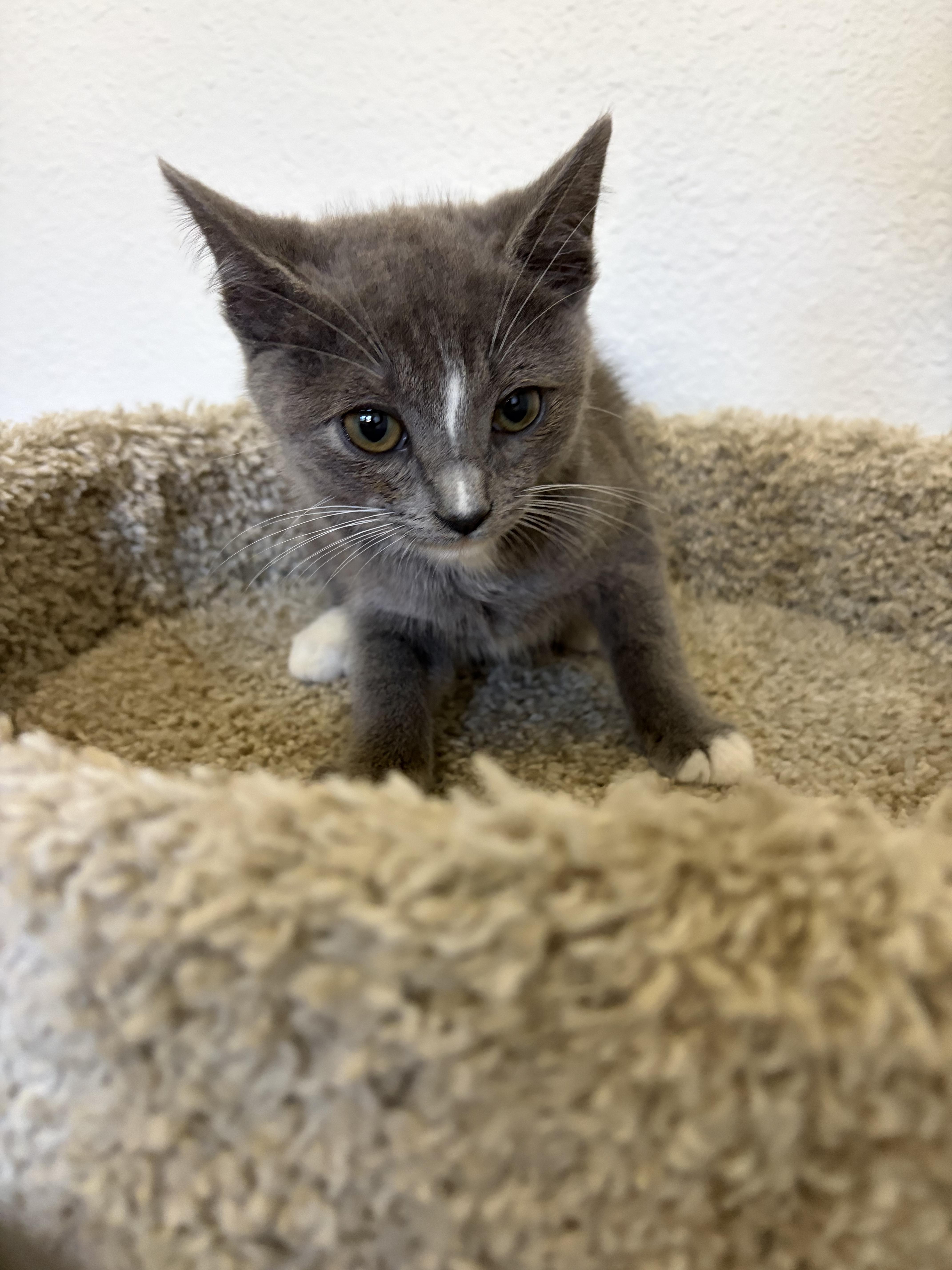 Travis, a ADOPTABLE mixed breed in Poway, CA image 3/3