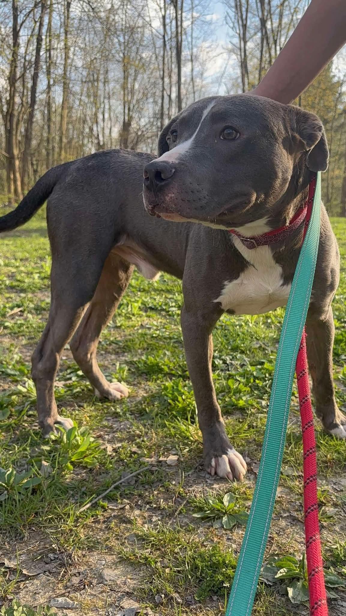 Carmine, a Adoptable Mixed Breed in Warren, OH image 1/4