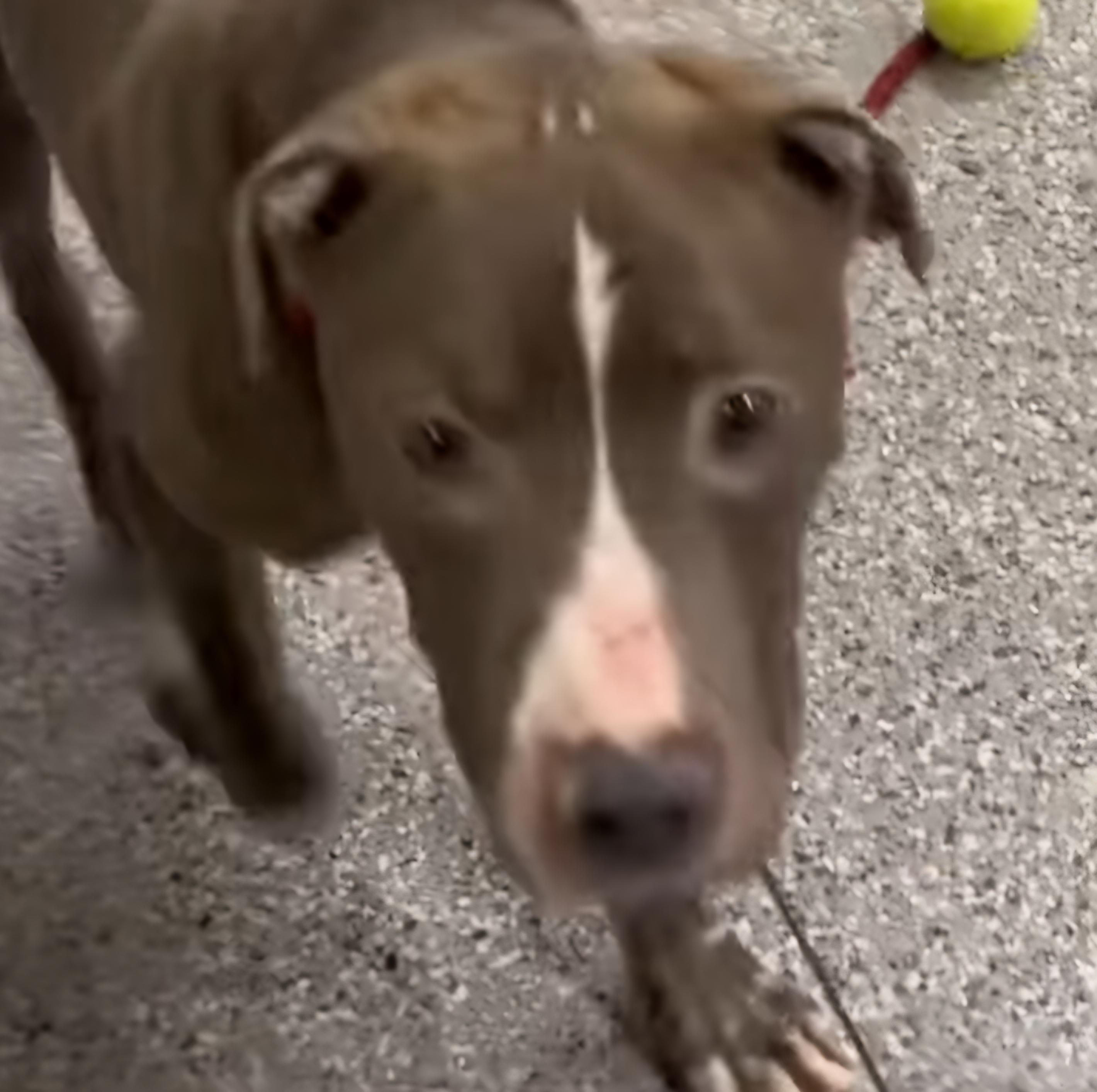 Carmine, Young Male Mixed Breed