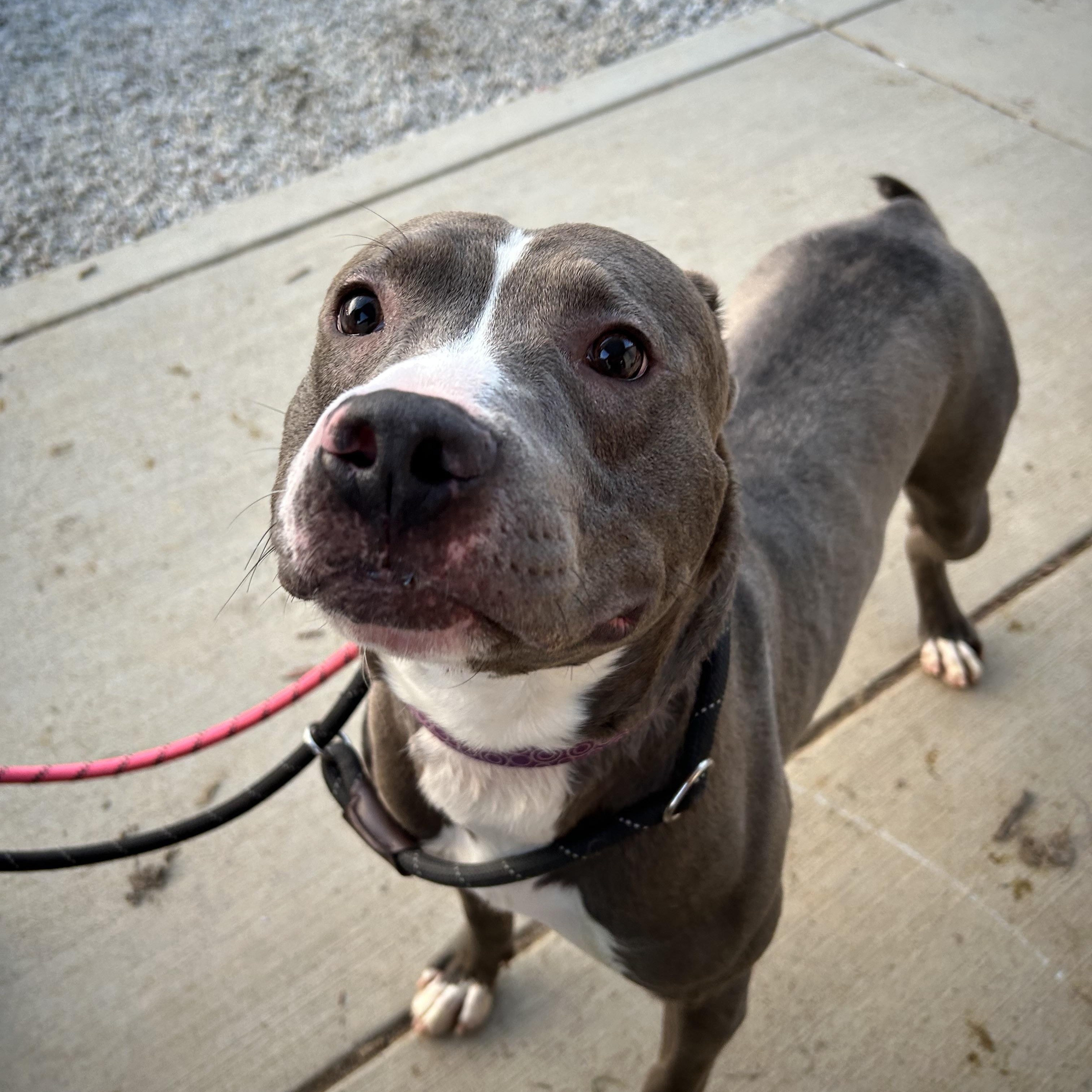 Carmine, Adoptable, Young Male Mixed Breed.