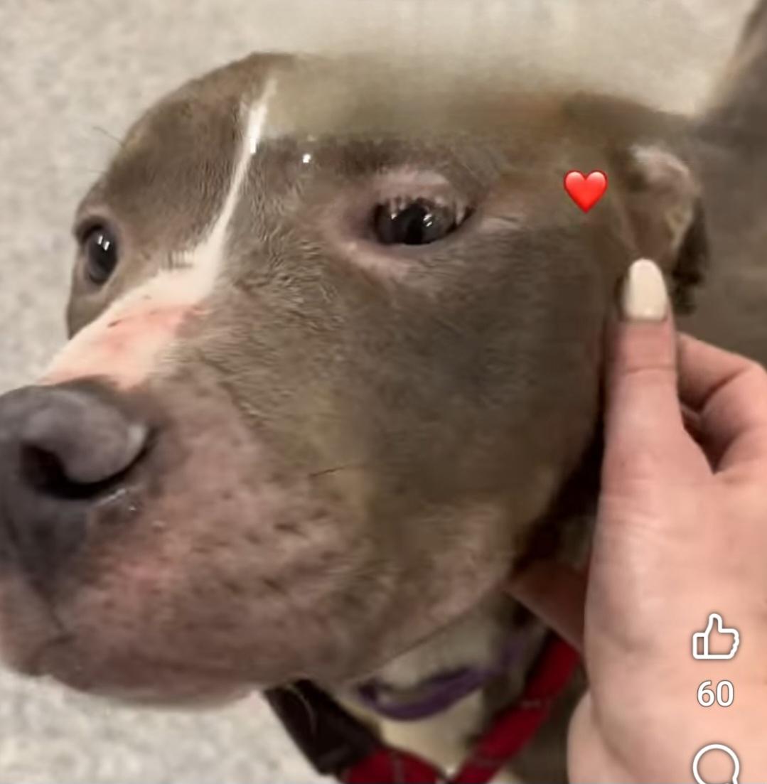 Carmine, a Adoptable Mixed Breed in Warren, OH image 3/4