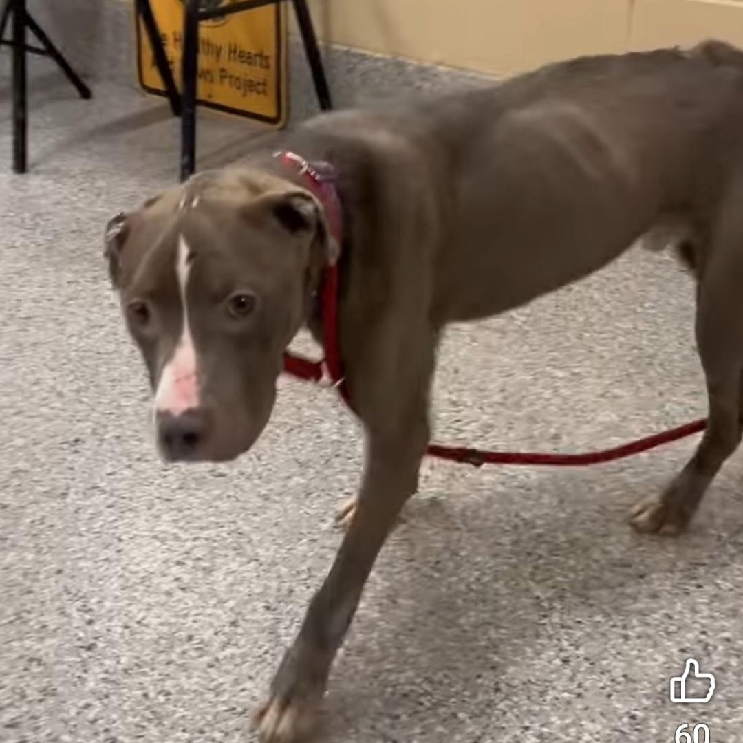 Carmine, a Adoptable Mixed Breed in Warren, OH image 4/4