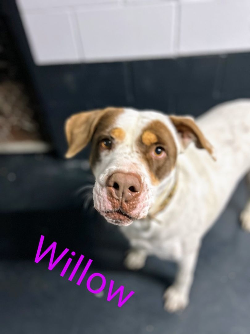 Willow