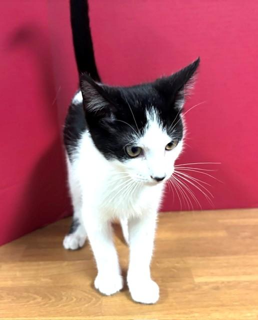 Enlarge Mizzou, a Adoptable Domestic Short Hair in Hawk Point, MO image 3/4