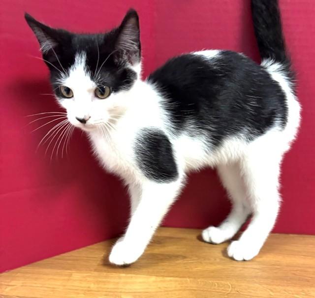 Enlarge Mizzou, a Adoptable Domestic Short Hair in Hawk Point, MO image 1/4