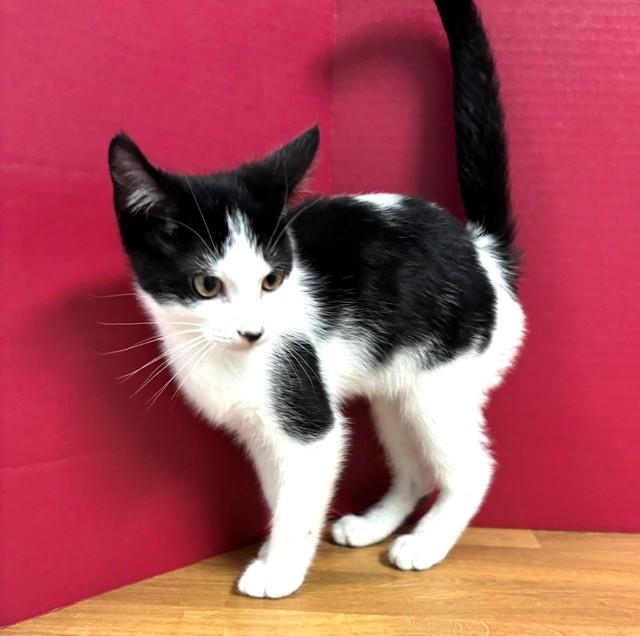 Enlarge Mizzou, a Adoptable Domestic Short Hair in Hawk Point, MO image 2/4