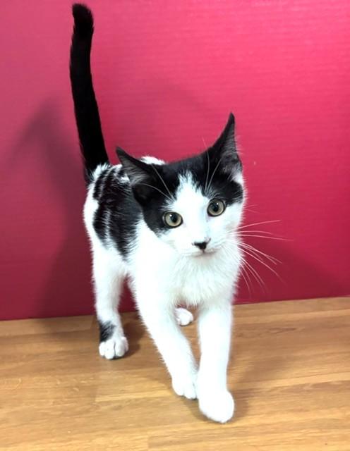 Enlarge Mizzou, a Adoptable Domestic Short Hair in Hawk Point, MO image 4/4