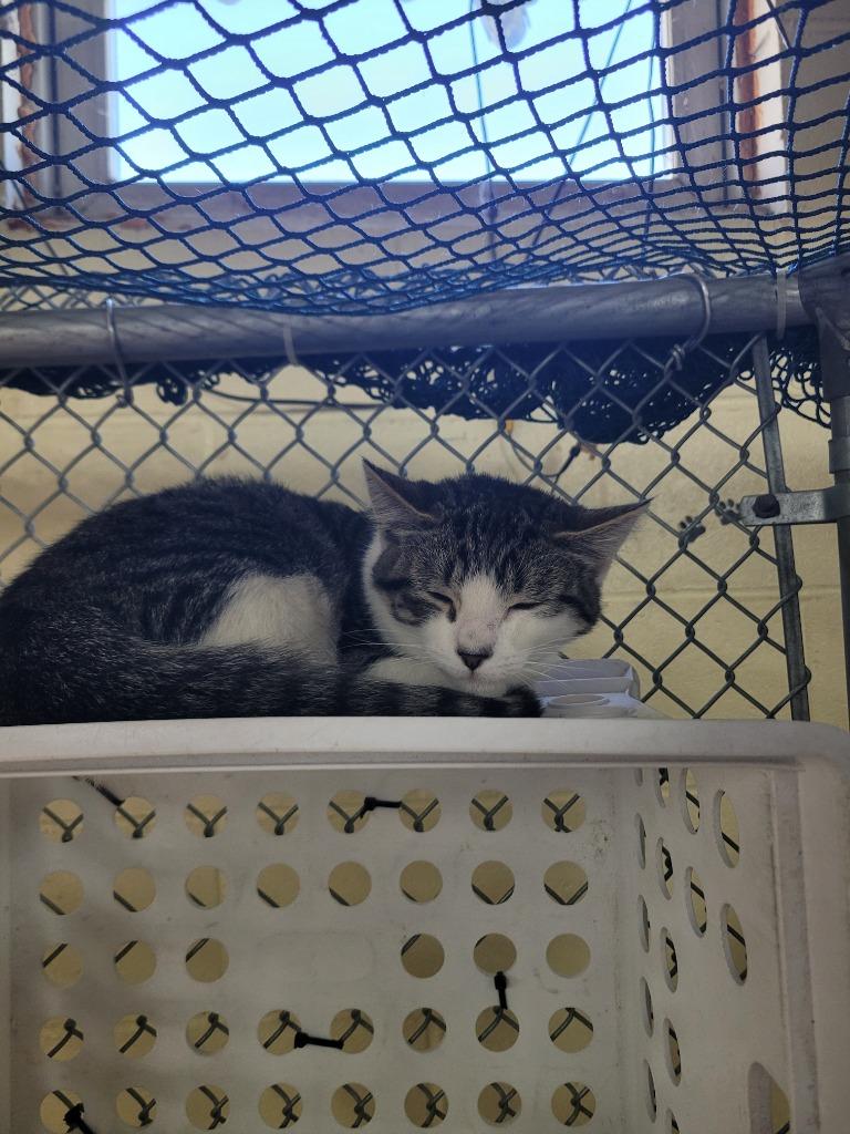 Casper, Adoptable, Kitten Male Domestic Short Hair.