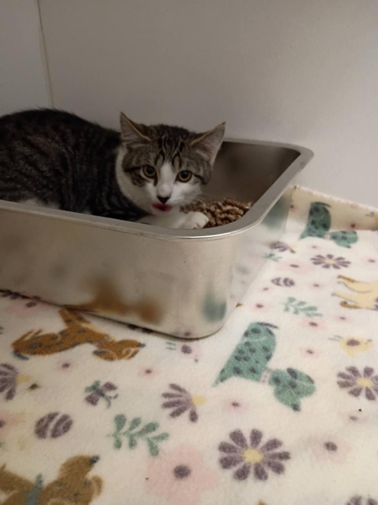 Enlarge Casper, a Adoptable mixed breed in Waverly, NY image 2/3