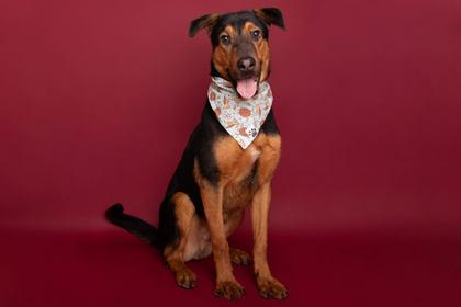 Romeo, Adoptable, Adult Male Shepherd & Mixed Breed.