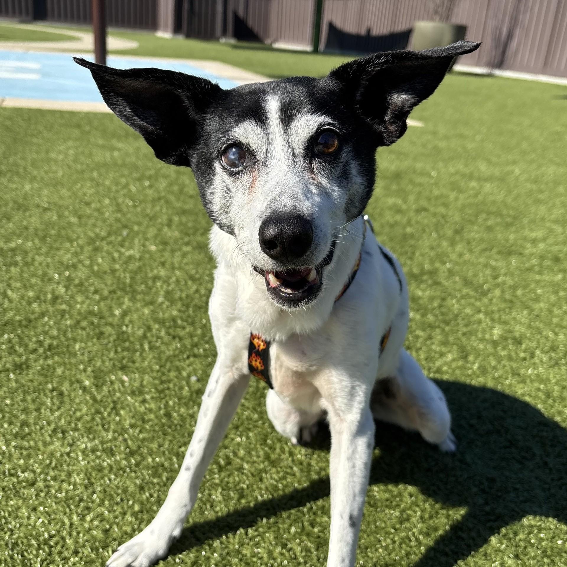 Shelton, ADOPTABLE, Senior Male Jack Russell Terrier & Rat Terrier.