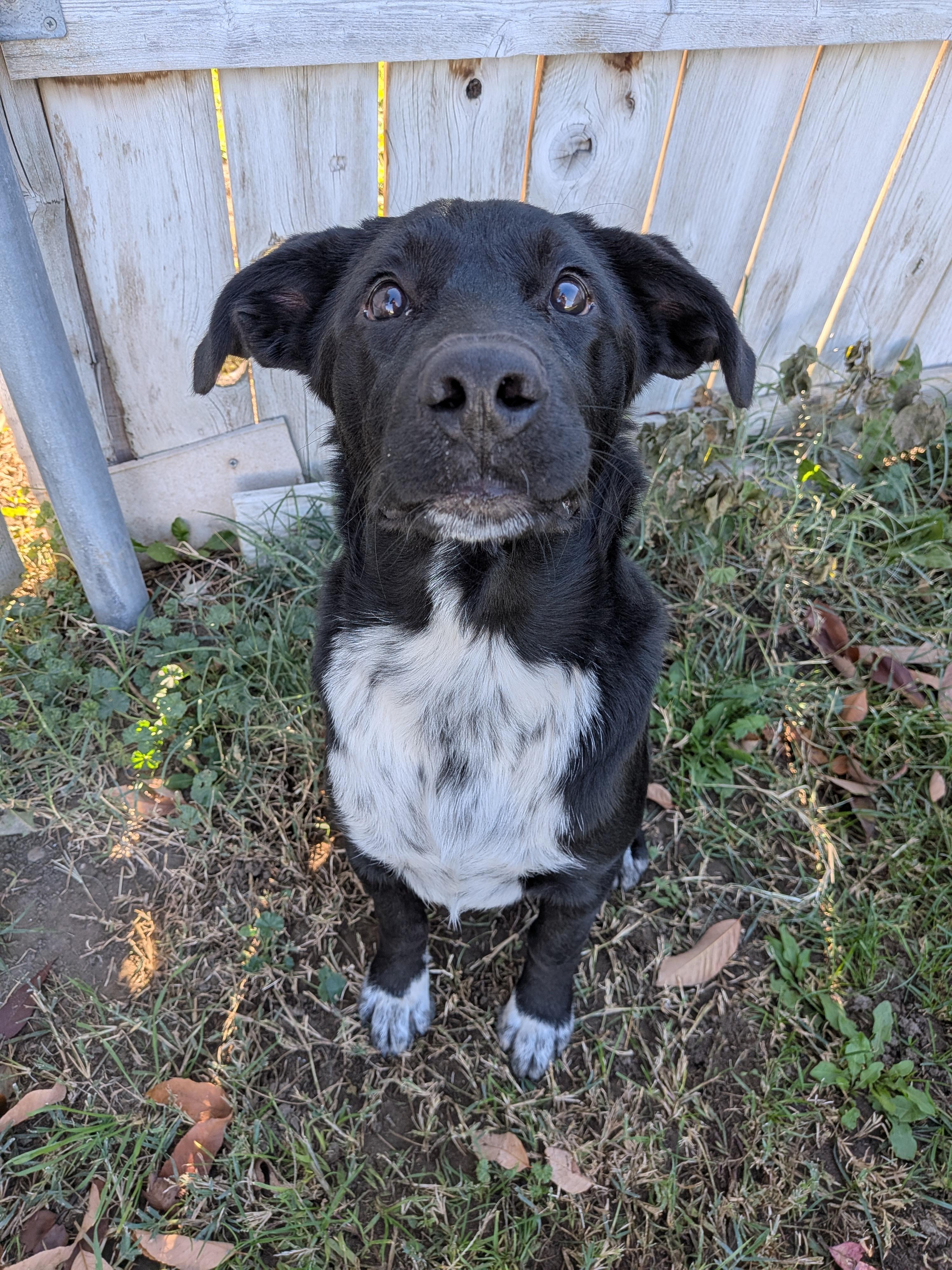 Mickey, Adoptable, Puppy Male Black Labrador Retriever & Australian Cattle Dog / Blue Heeler.