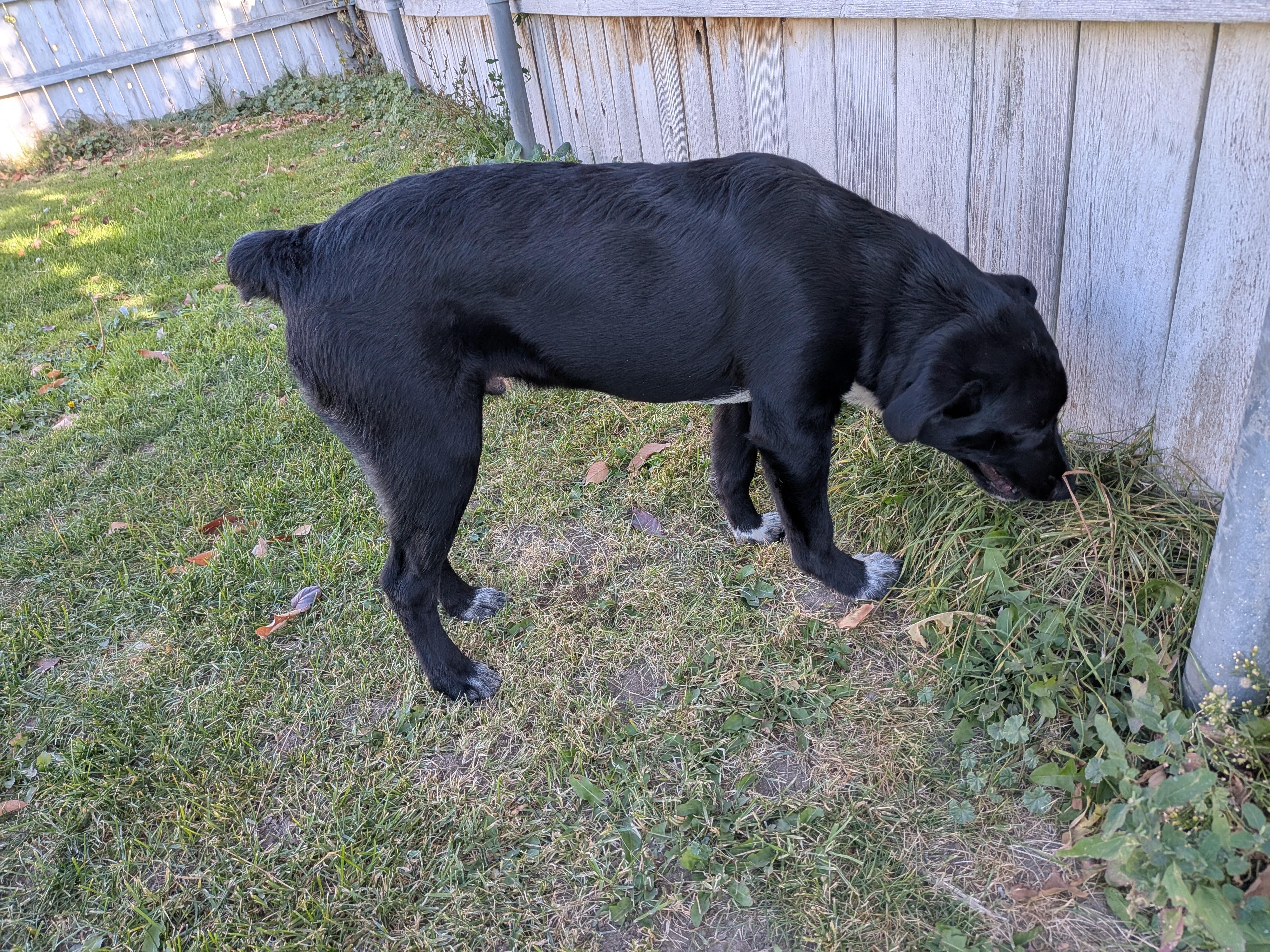 Enlarge Mickey, a Adoptable mixed breed in Hermiston, OR image 5/5