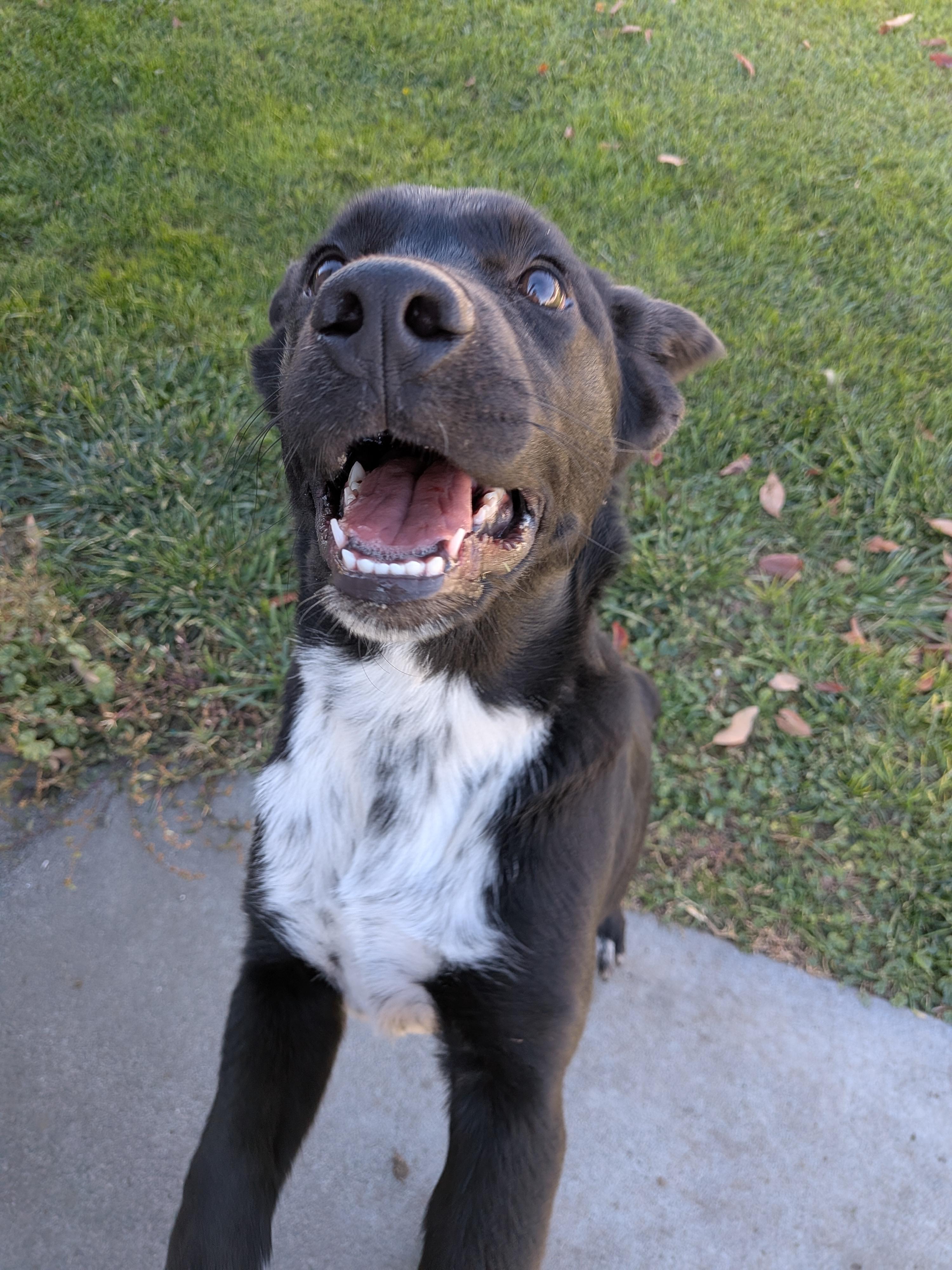 Enlarge Mickey, a Adoptable mixed breed in Hermiston, OR image 3/5