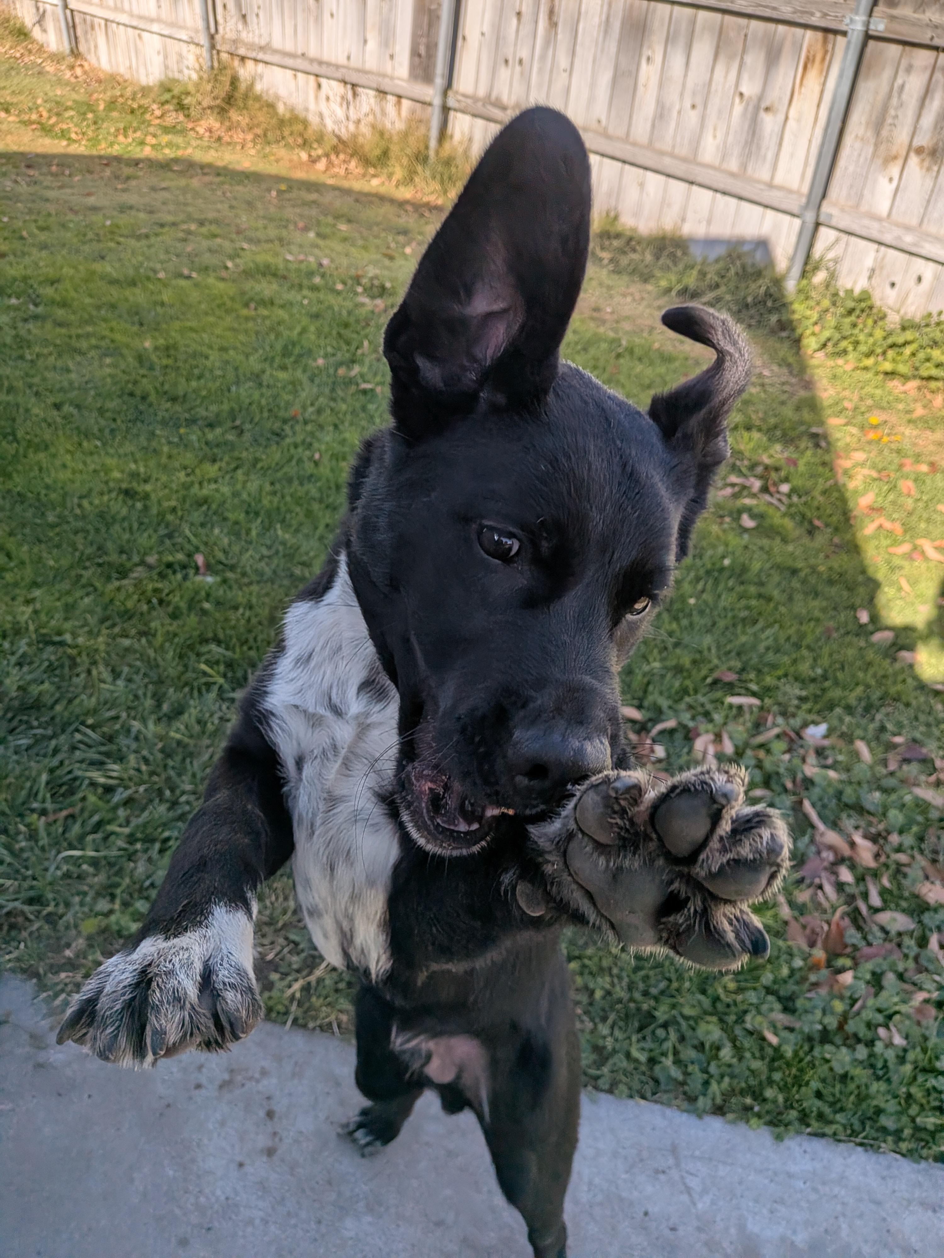 Enlarge Mickey, a Adoptable mixed breed in Hermiston, OR image 4/5