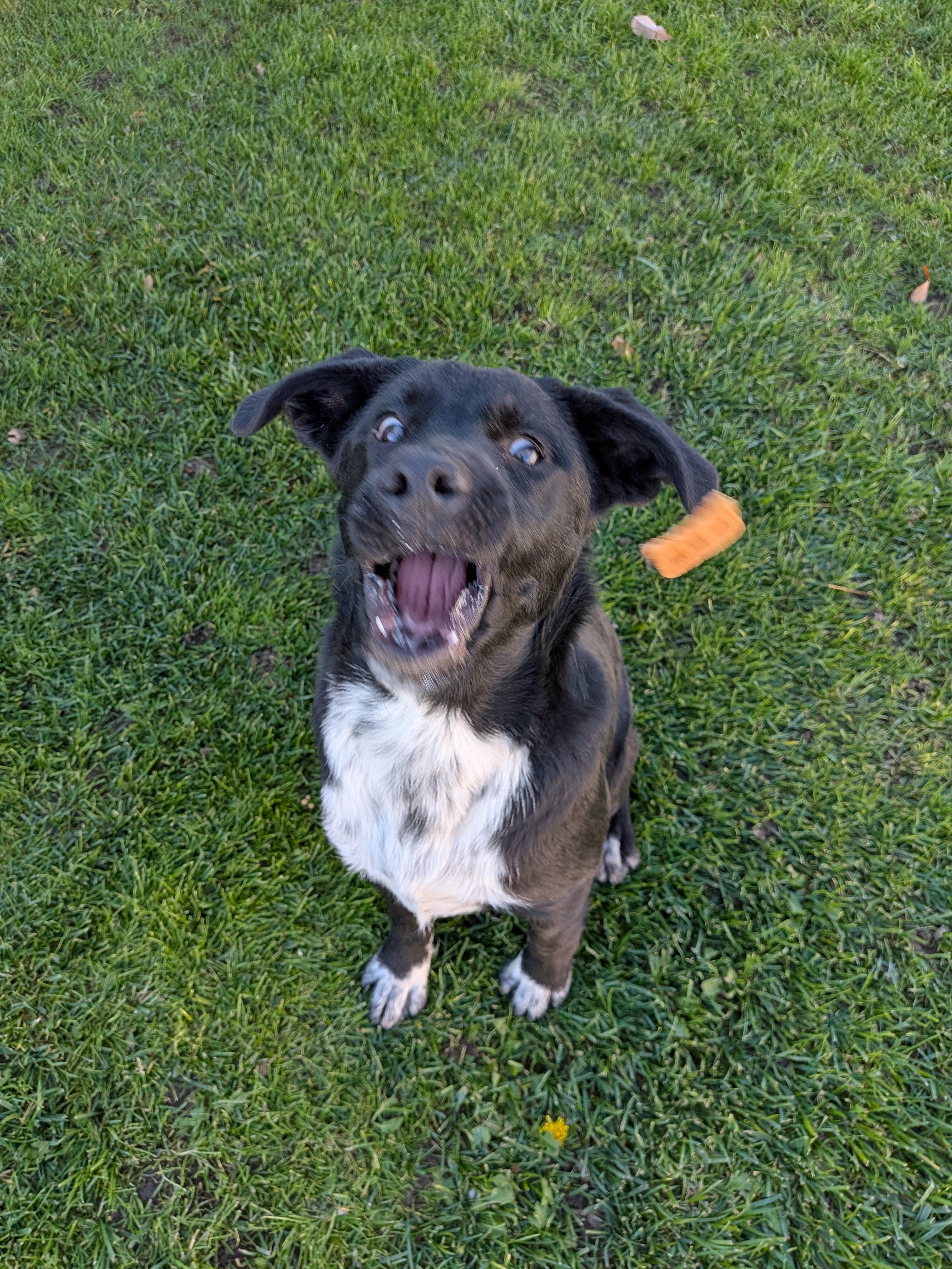 Enlarge Mickey, a Adoptable mixed breed in Hermiston, OR image 2/5