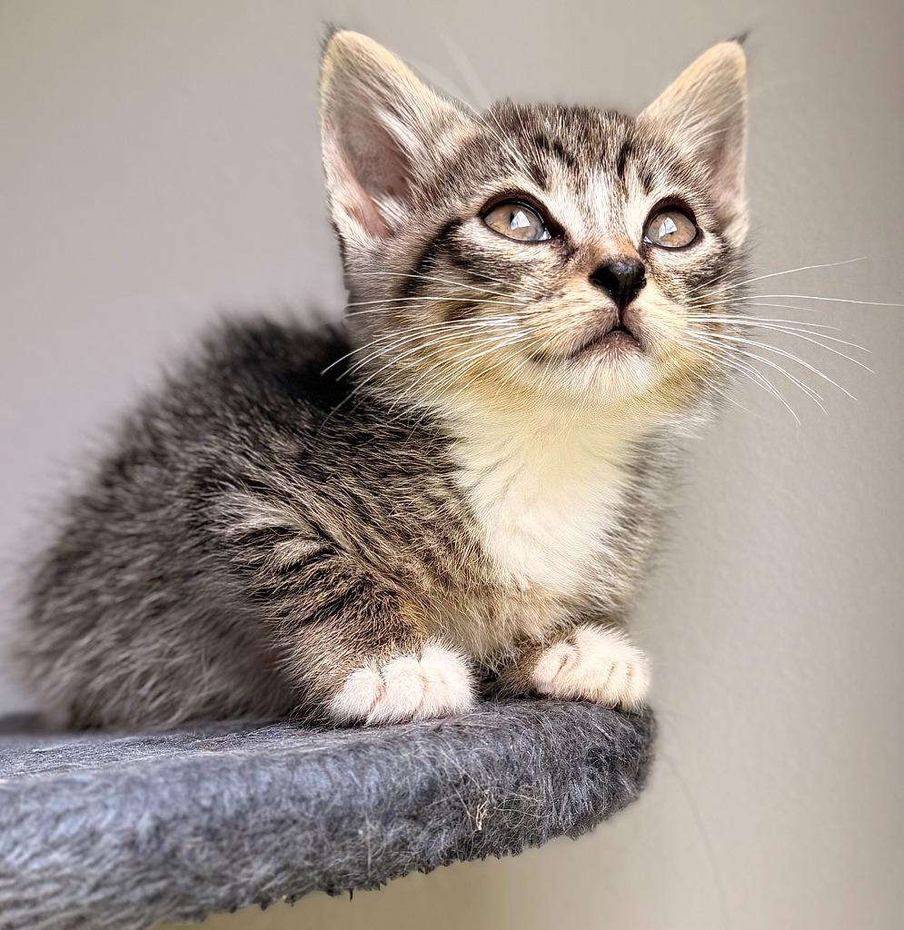 Gizmo, Adoptable, Kitten Male Domestic Short Hair.