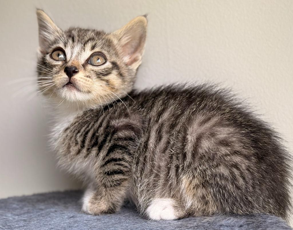 Enlarge Gizmo, a Adoptable mixed breed in Buford, GA image 4/4