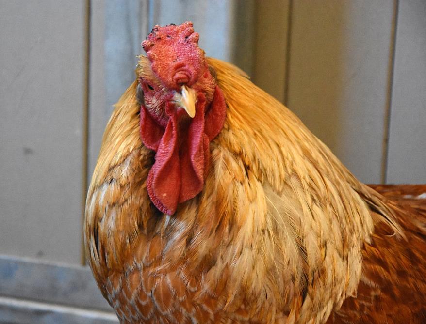 MIDAS, Adoptable, Young Male Chicken.