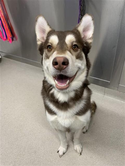 CHOPPER, Adoptable, Adult Male Siberian Husky & Alaskan Malamute.