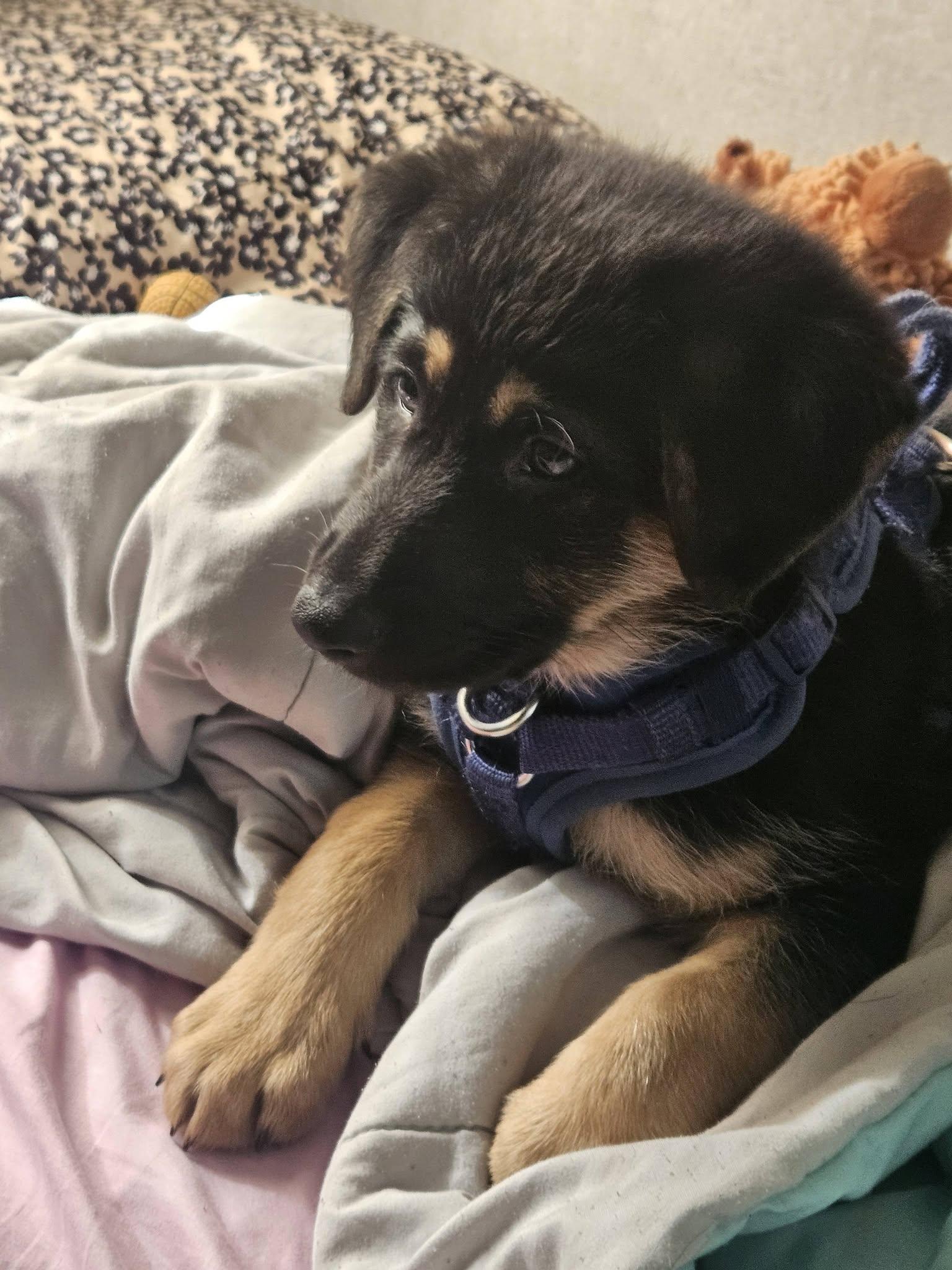 Odin, adopted, Puppy Male German Shepherd Dog.