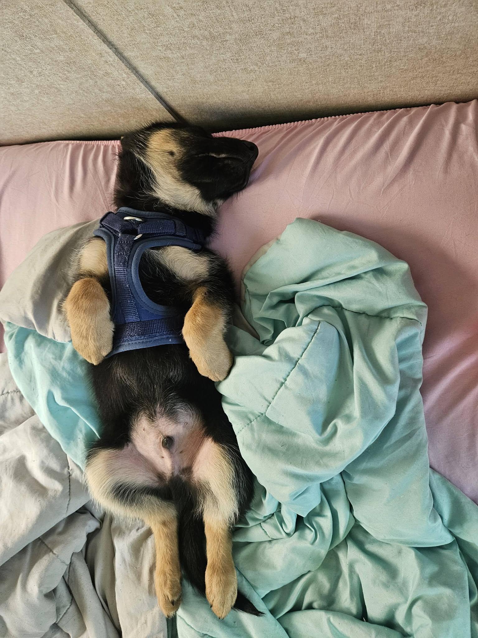 Enlarge Odin, an adopted mixed breed in Rochester, NY image 2/2