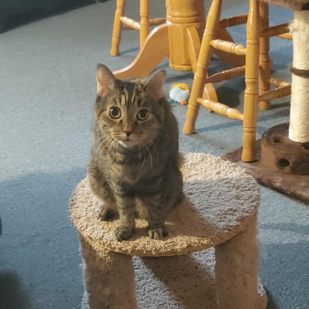 Fluffy, Adoptable, Senior Female Domestic Short Hair.