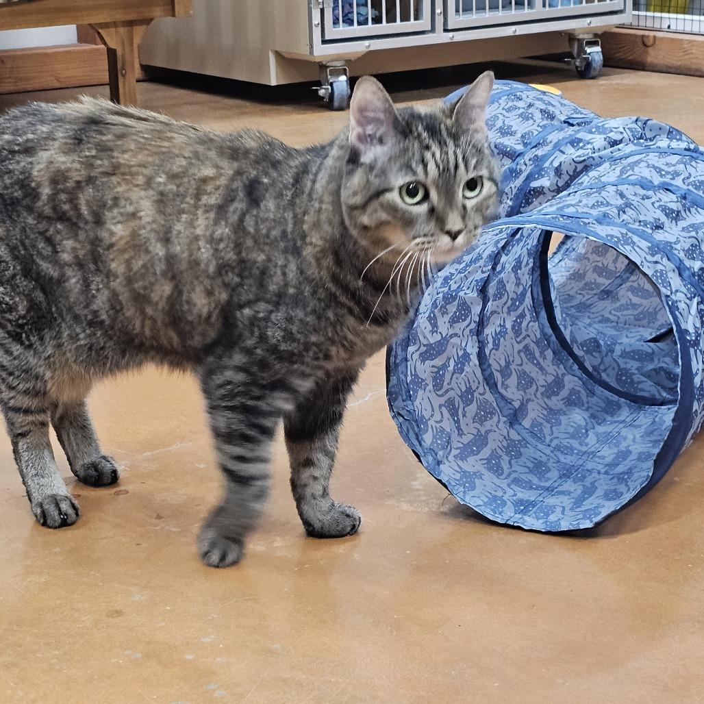 Enlarge Fluffy, a Adoptable Domestic Short Hair in Colorado Springs, CO image 2/4