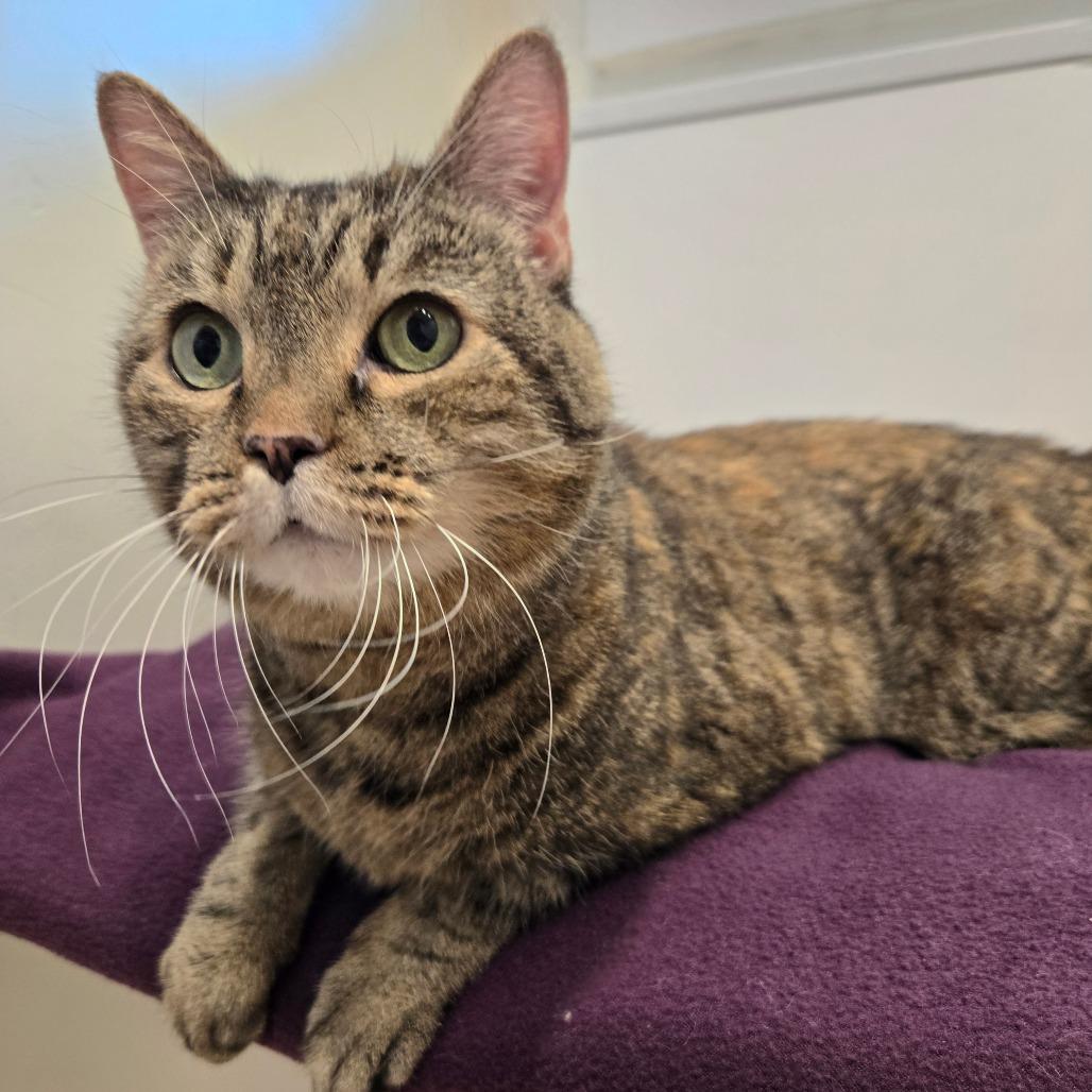 Enlarge Fluffy, a Adoptable Domestic Short Hair in Colorado Springs, CO image 3/4