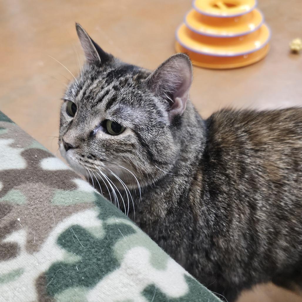 Enlarge Fluffy, a Adoptable Domestic Short Hair in Colorado Springs, CO image 4/4