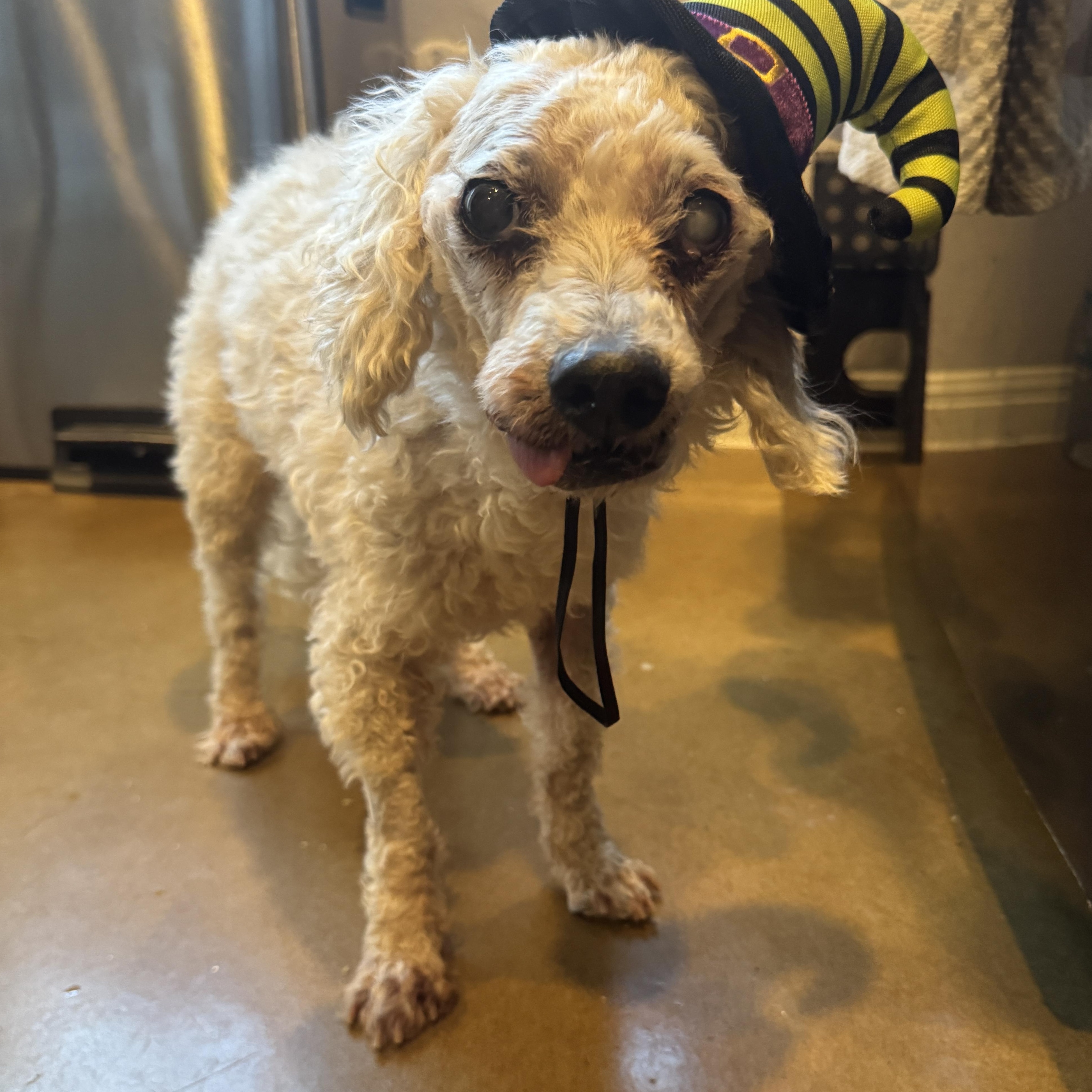 Dean Martin, a Adoptable mixed breed in Austin, TX image 4/5