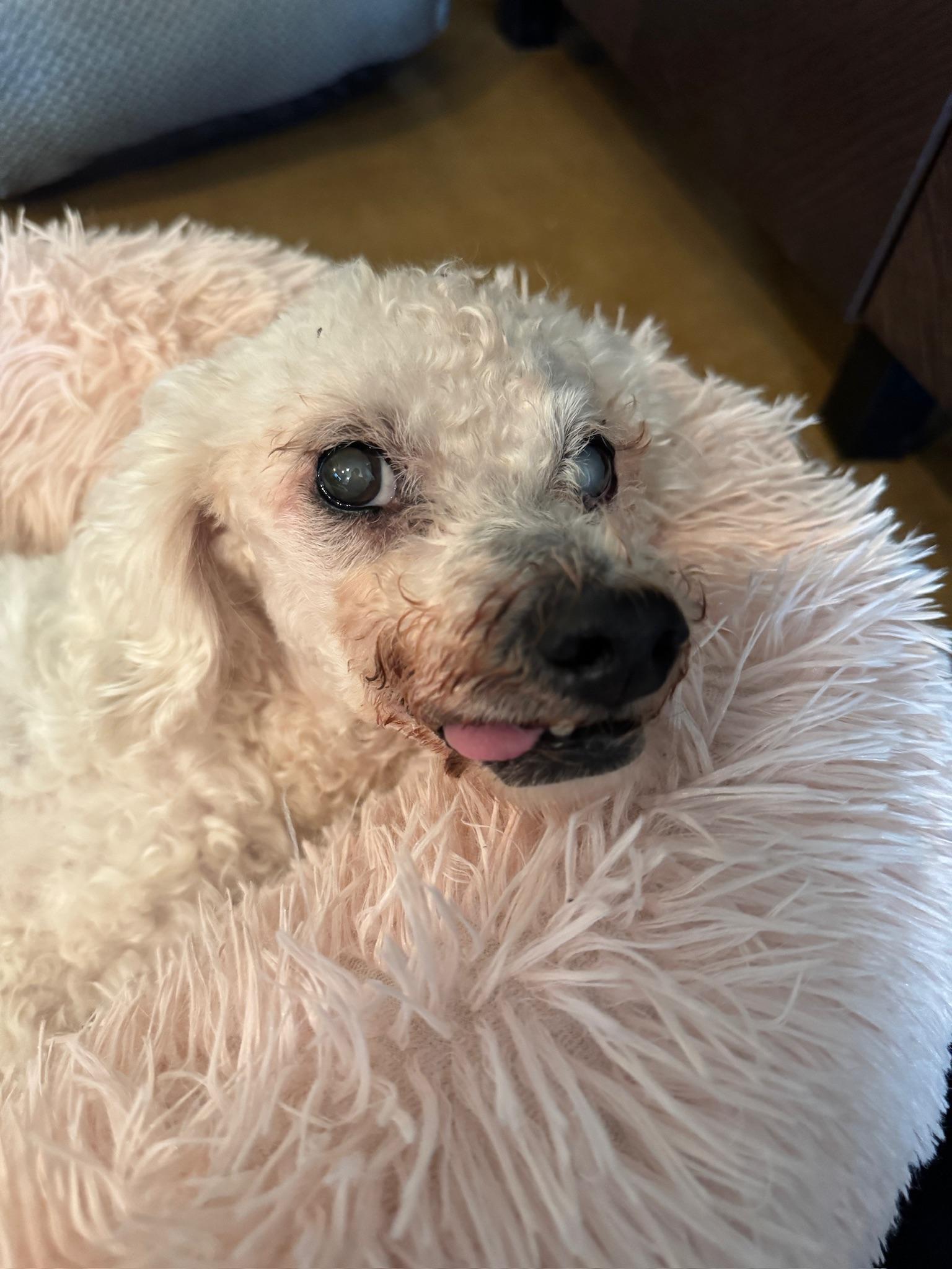 Dean Martin, Adoptable, Senior Male Miniature Poodle & Dachshund.
