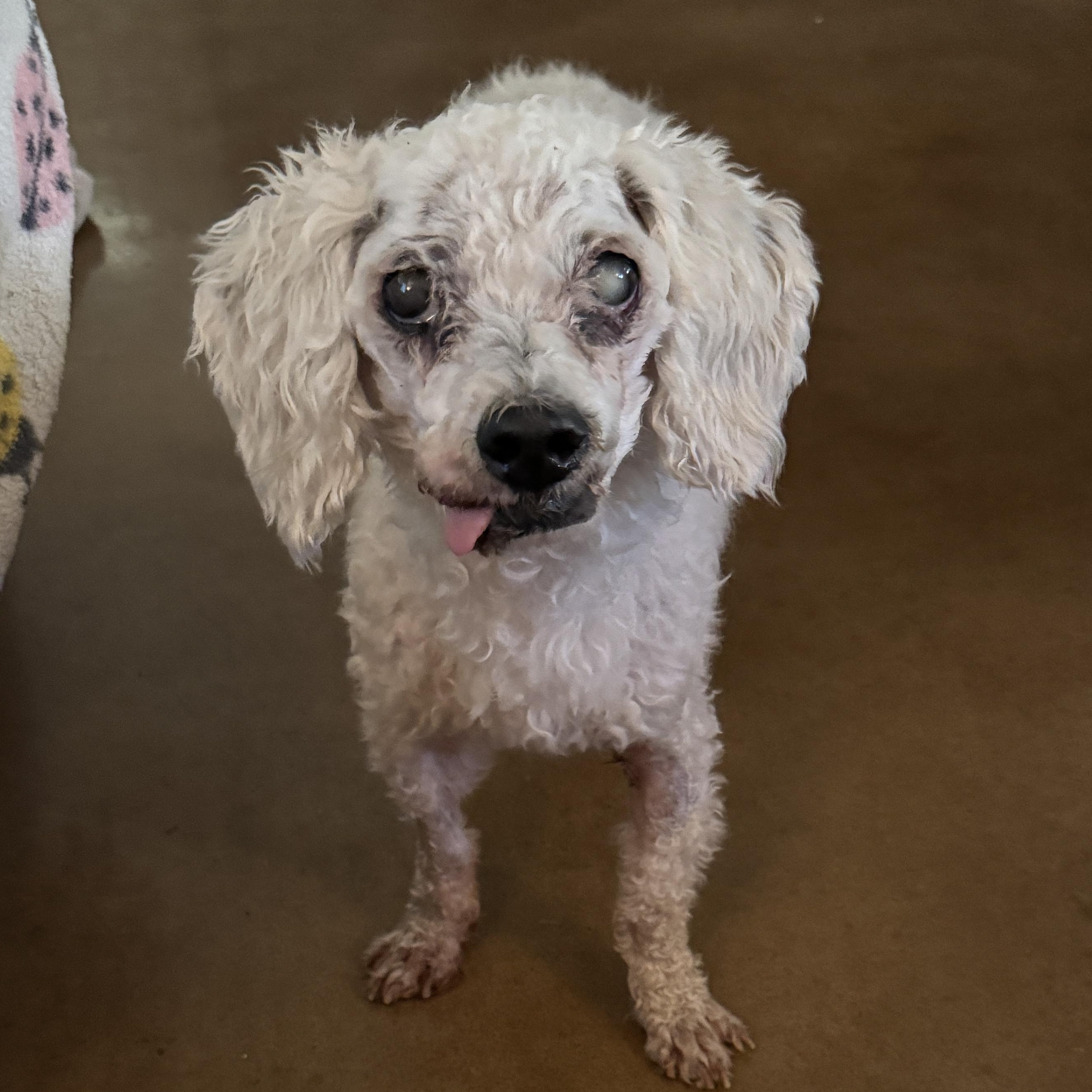 Dean Martin, a Adoptable mixed breed in Austin, TX image 2/5