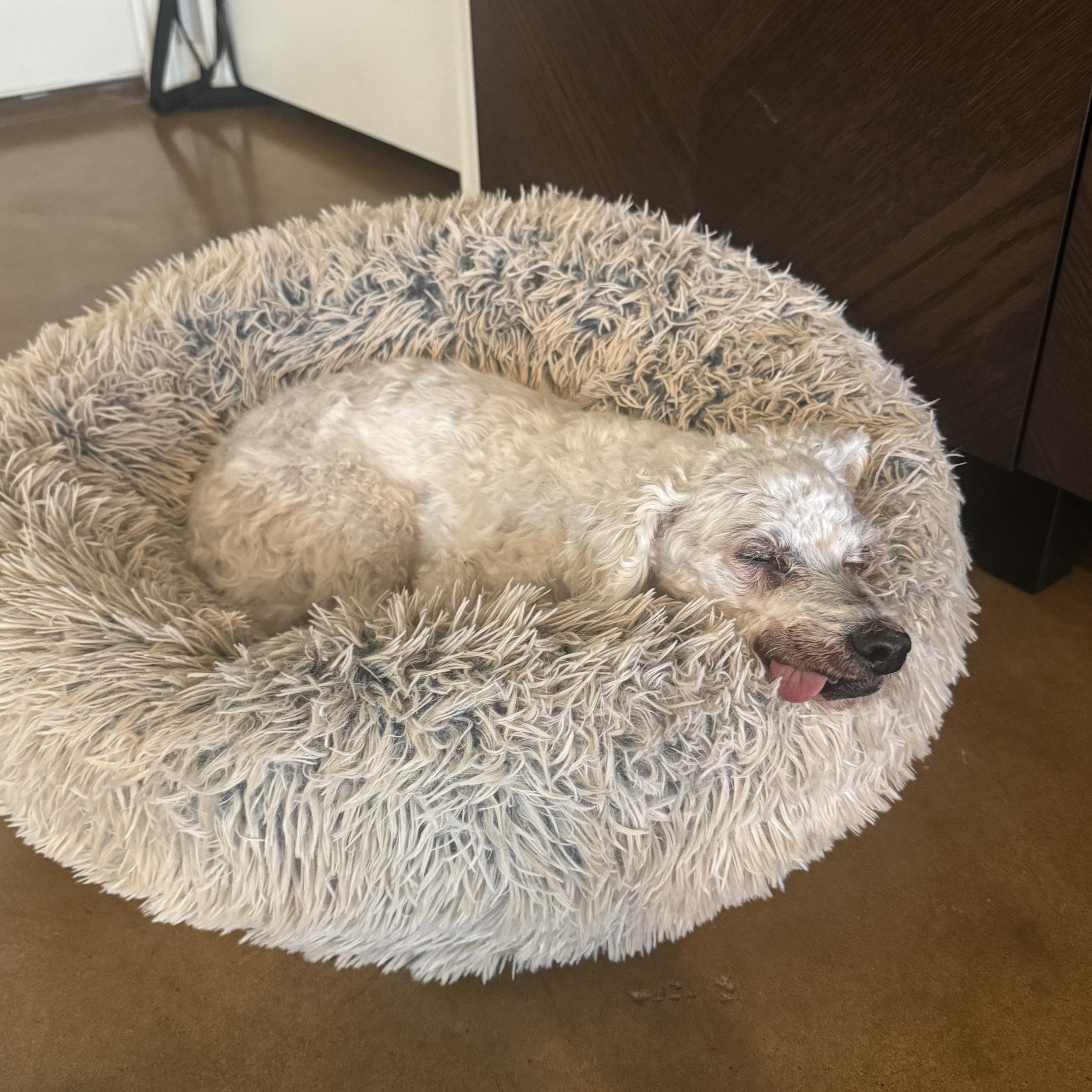 Dean Martin, a Adoptable mixed breed in Austin, TX image 3/5